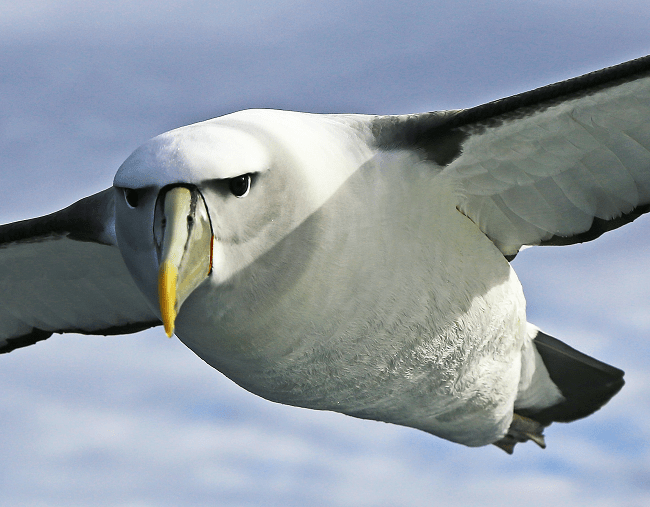 Albatross in Coleridge's ballad