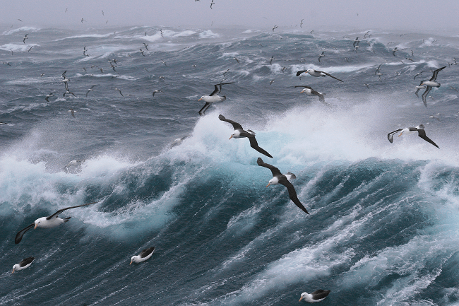 Ancient Mariner and albatross